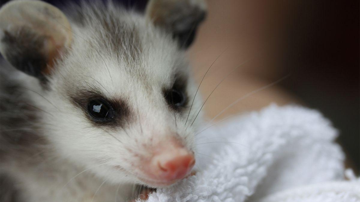 1200x675 Opossums: So Darn Ugly They're Adorable