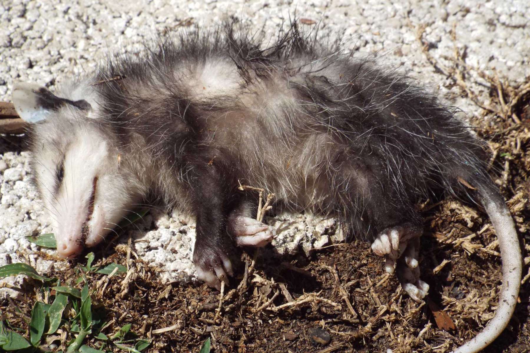 1800x1200 Animals Matter: Don't dispose of 'dead' opossums too quickly