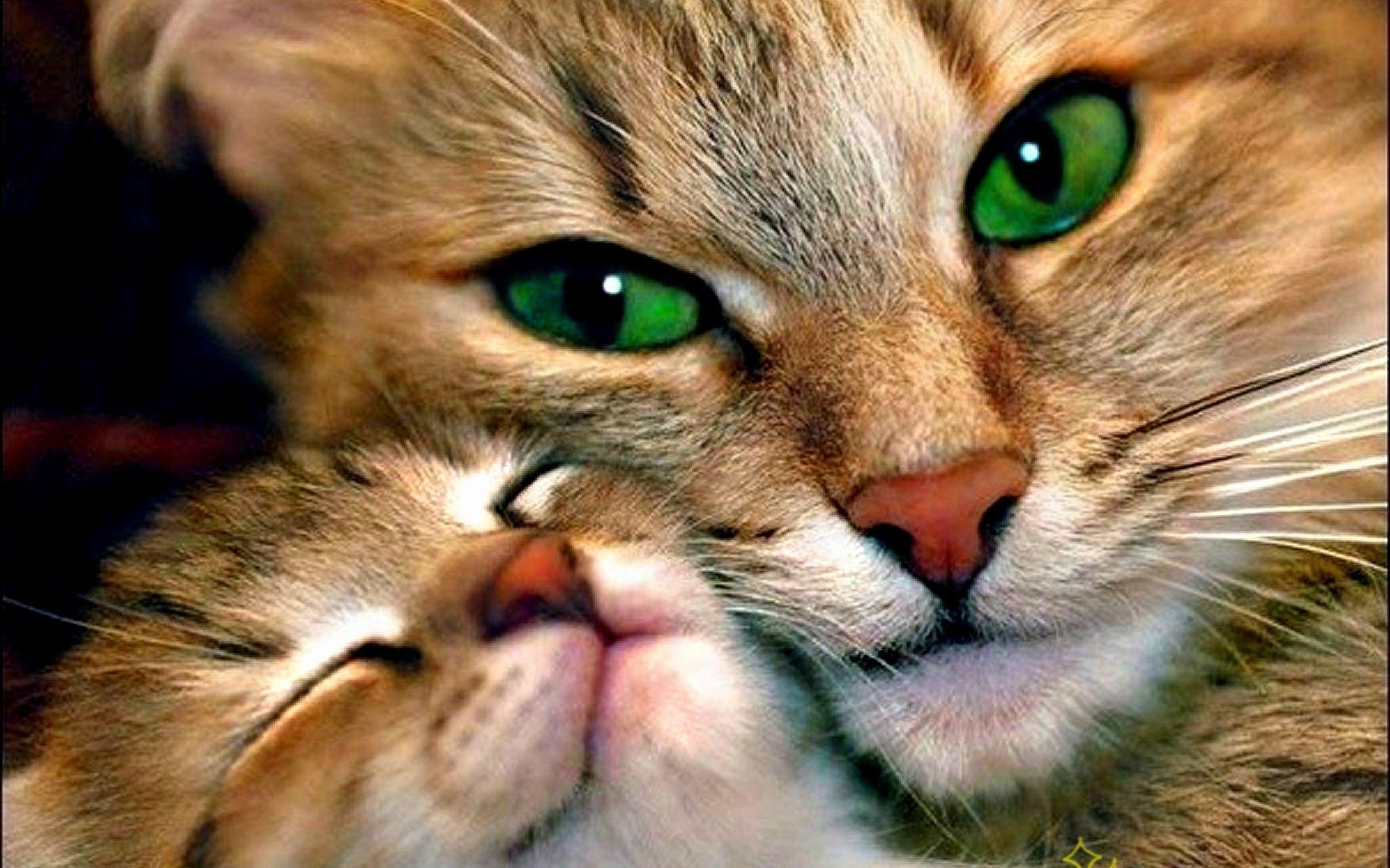 Cat couple Wallpapers Download | MobCup