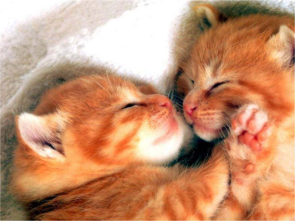 Cute Cat Love, cat couple HD phone wallpaper | Pxfuel