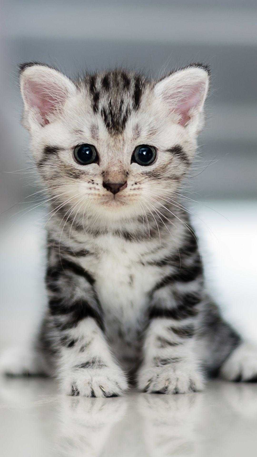 1080x1920 Cute Cat Wallpaper