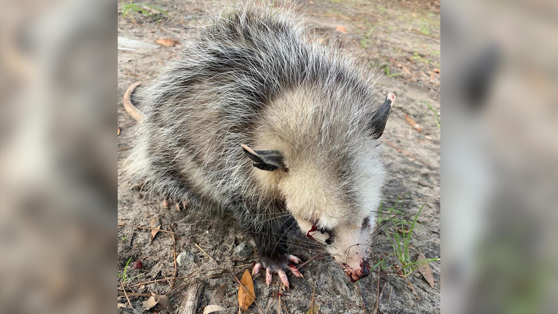 1920x1080 SCDNR unable to confirm opossum attack on Hilton Head