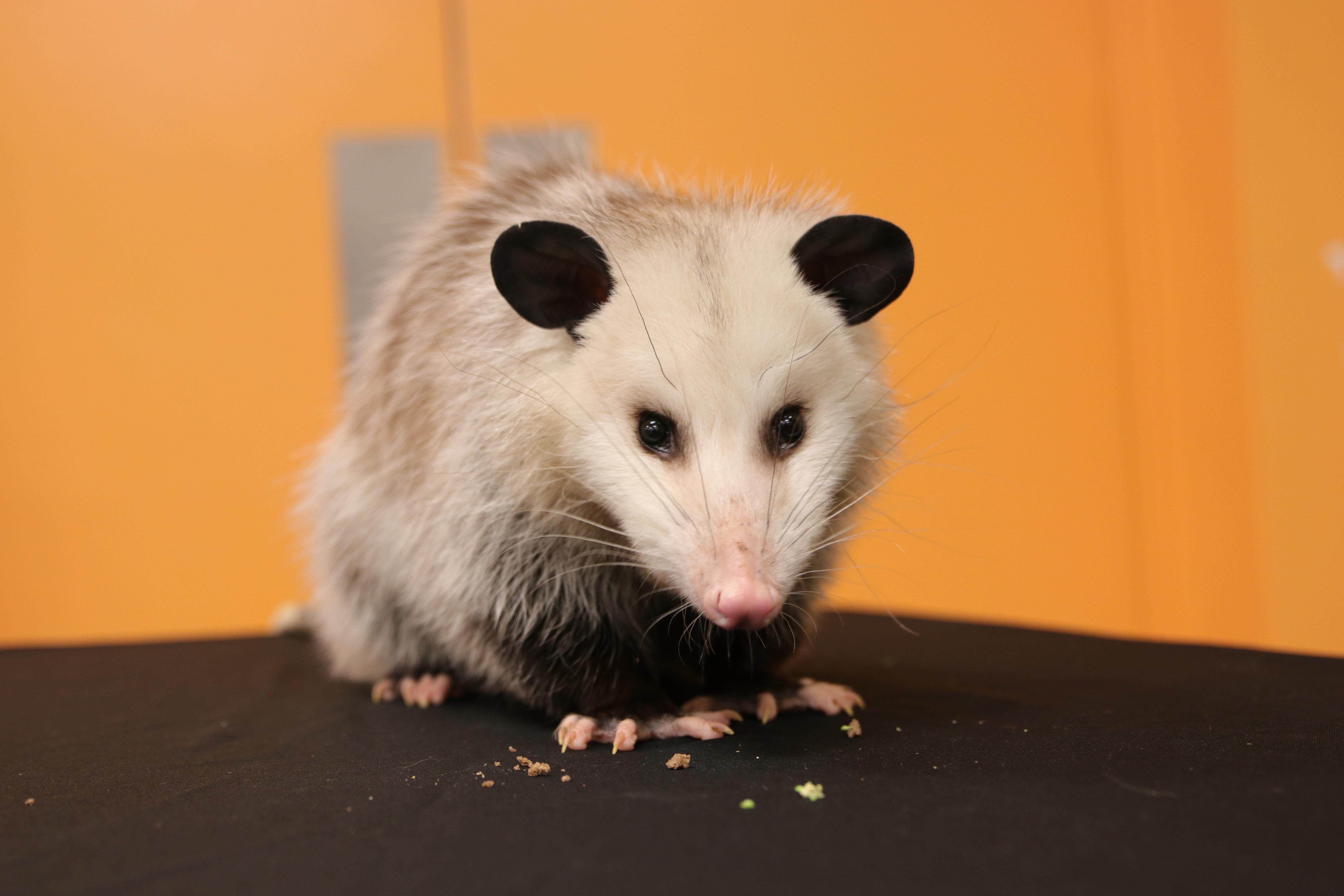 6000x4000 Oh! Possum