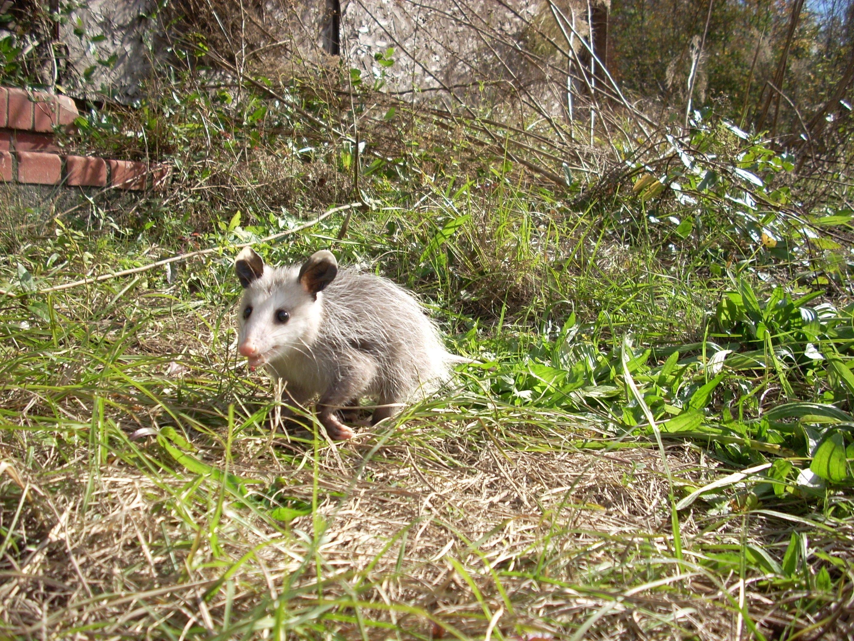 2816x2112 Opossum Wallpaper