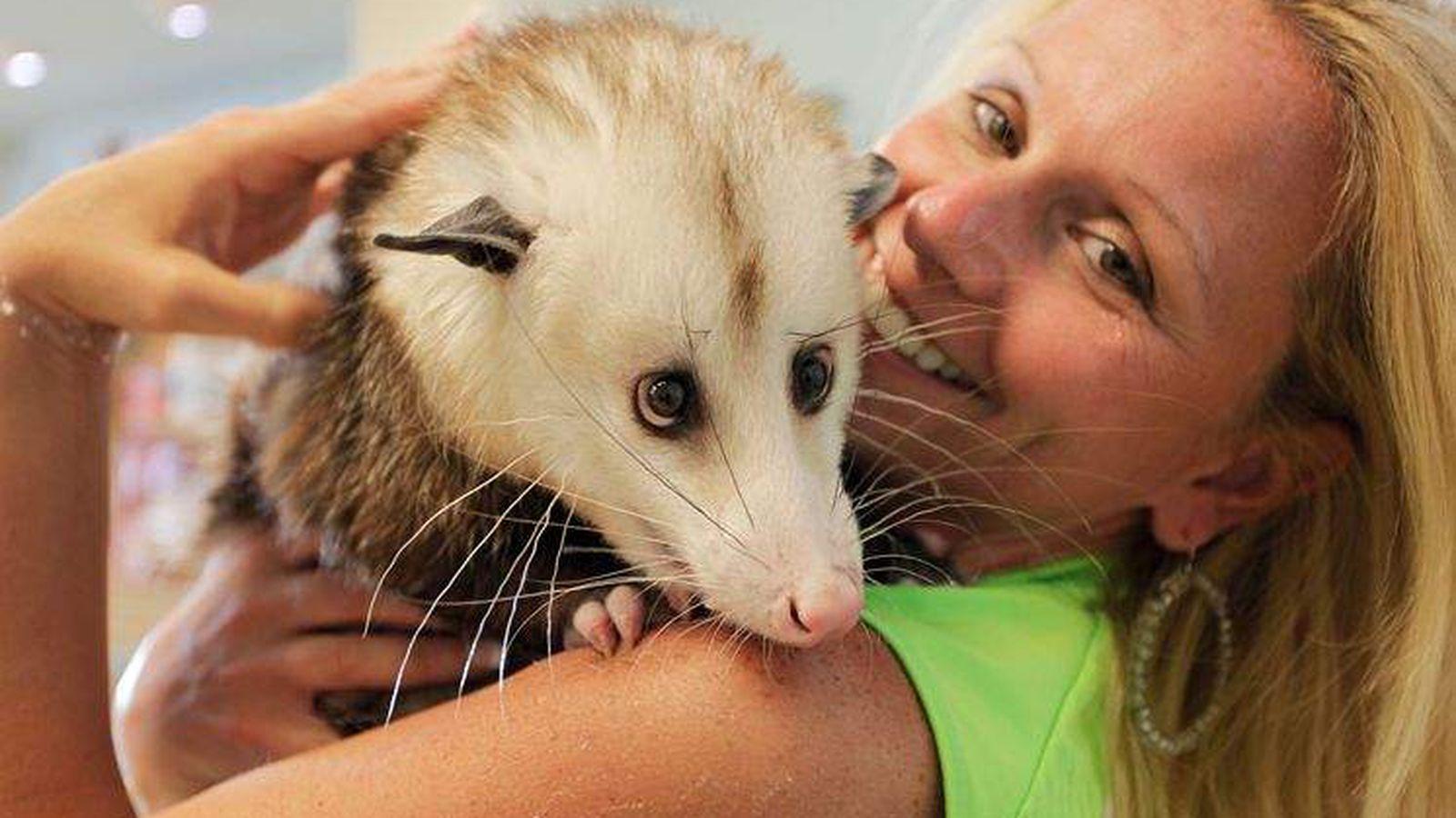 1600x900 Cuddly, housetrained Barley is not your backyard possum