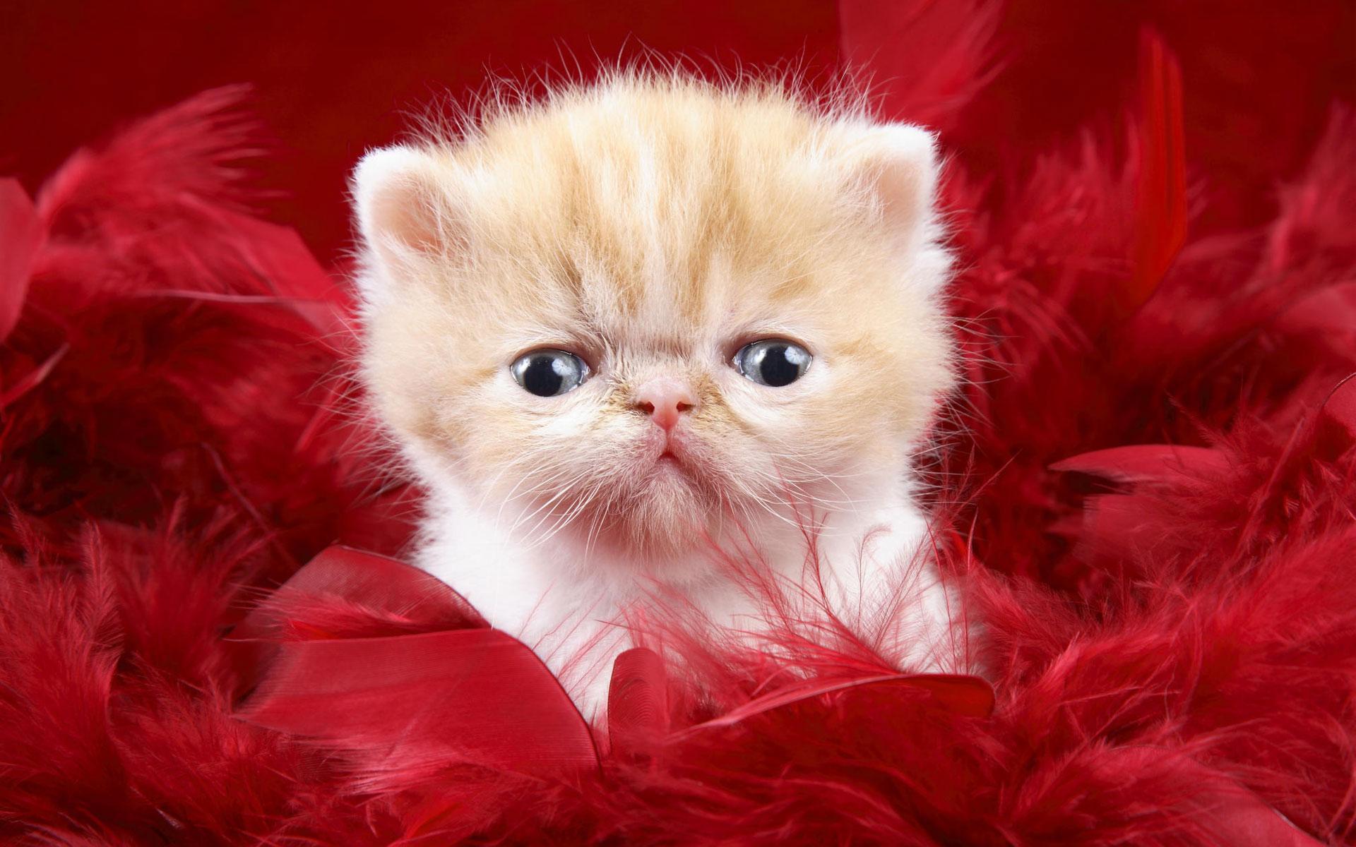1920x1200 Cat Cute Love