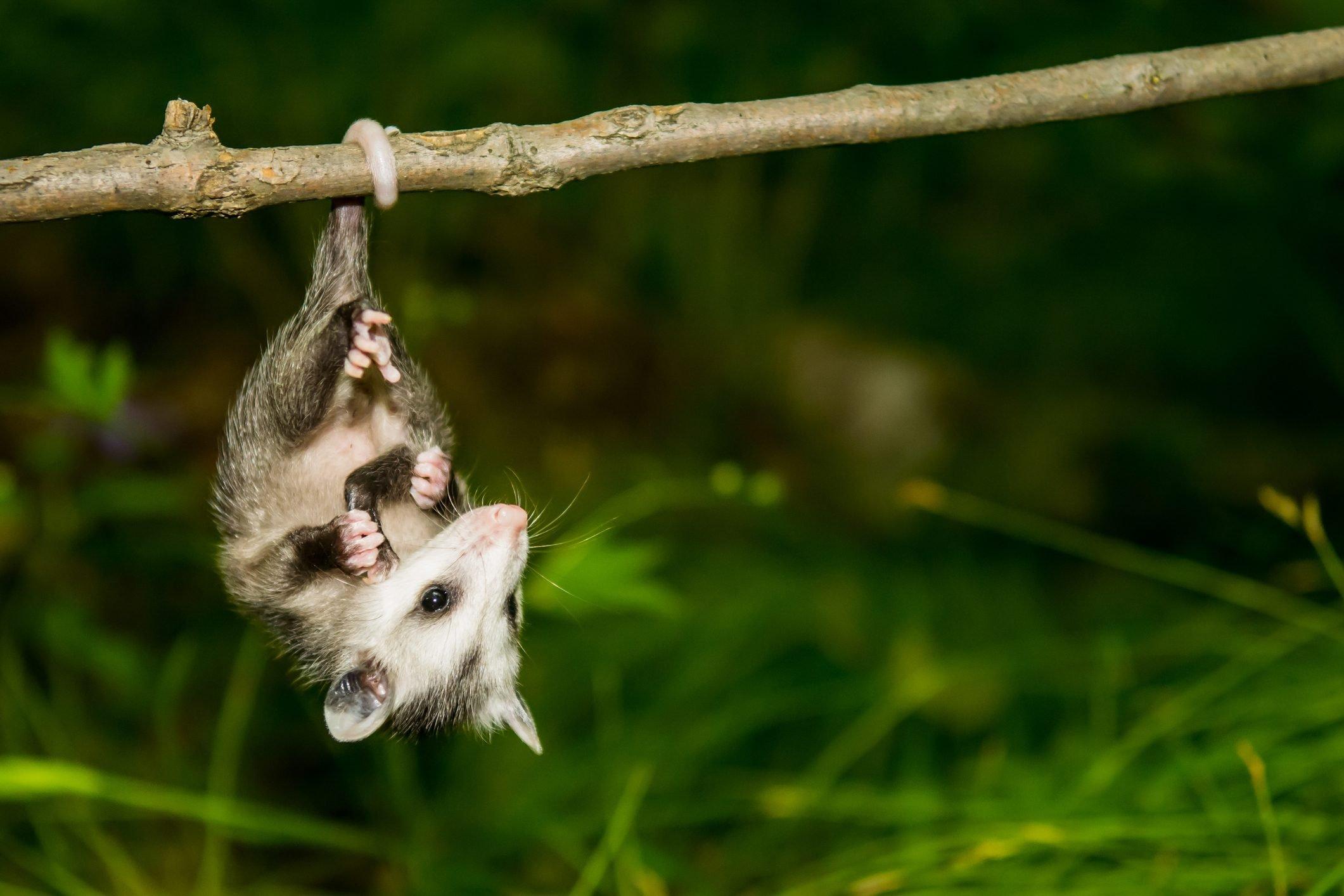 2121x1414 Cute Possum and Opossum Picture. Reader's Digest