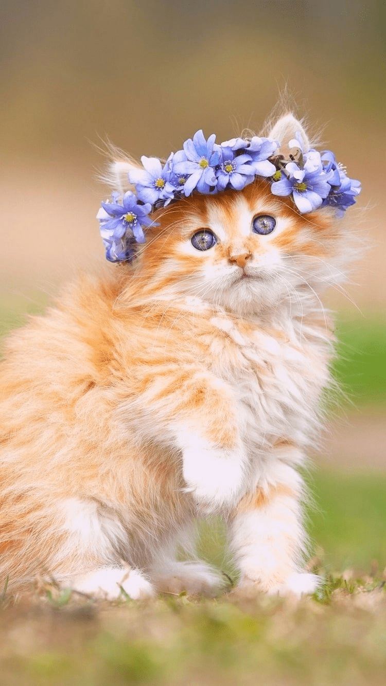 750x1334 I Love Kittens Wallpaper