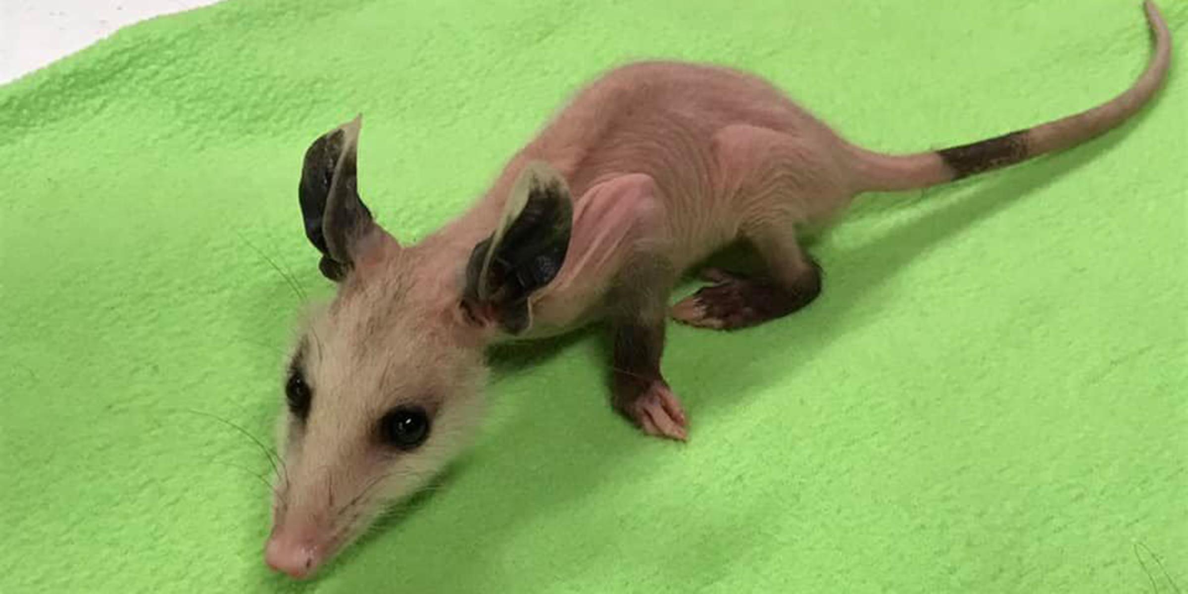 2400x1200 Hairless opossum gets sweater donations to survive winter