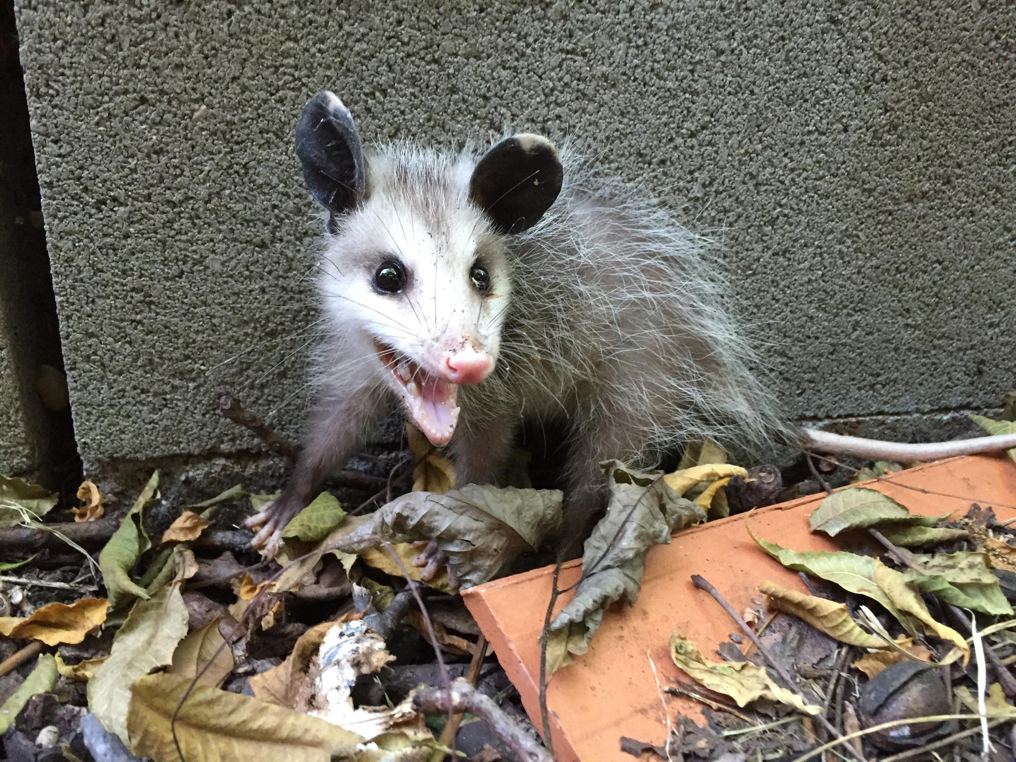 2048x1536 About the Virginia Opossum, a yard's ideal visitor