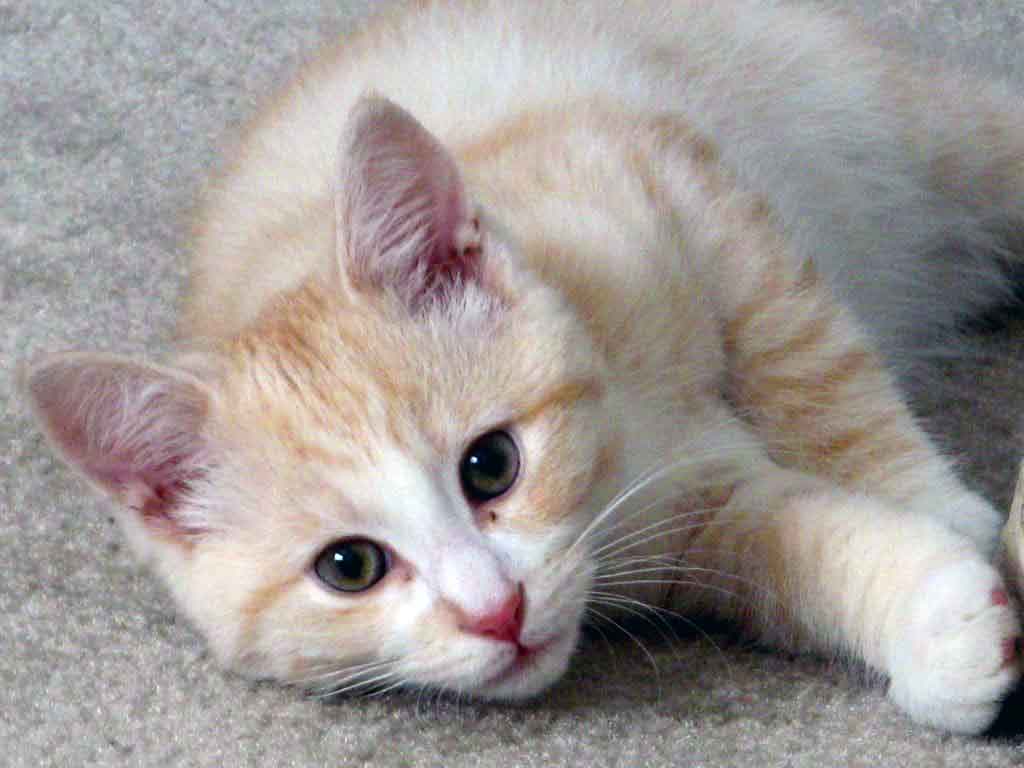 1024x768 Love Quotes Cute Kitten. QuotesGram