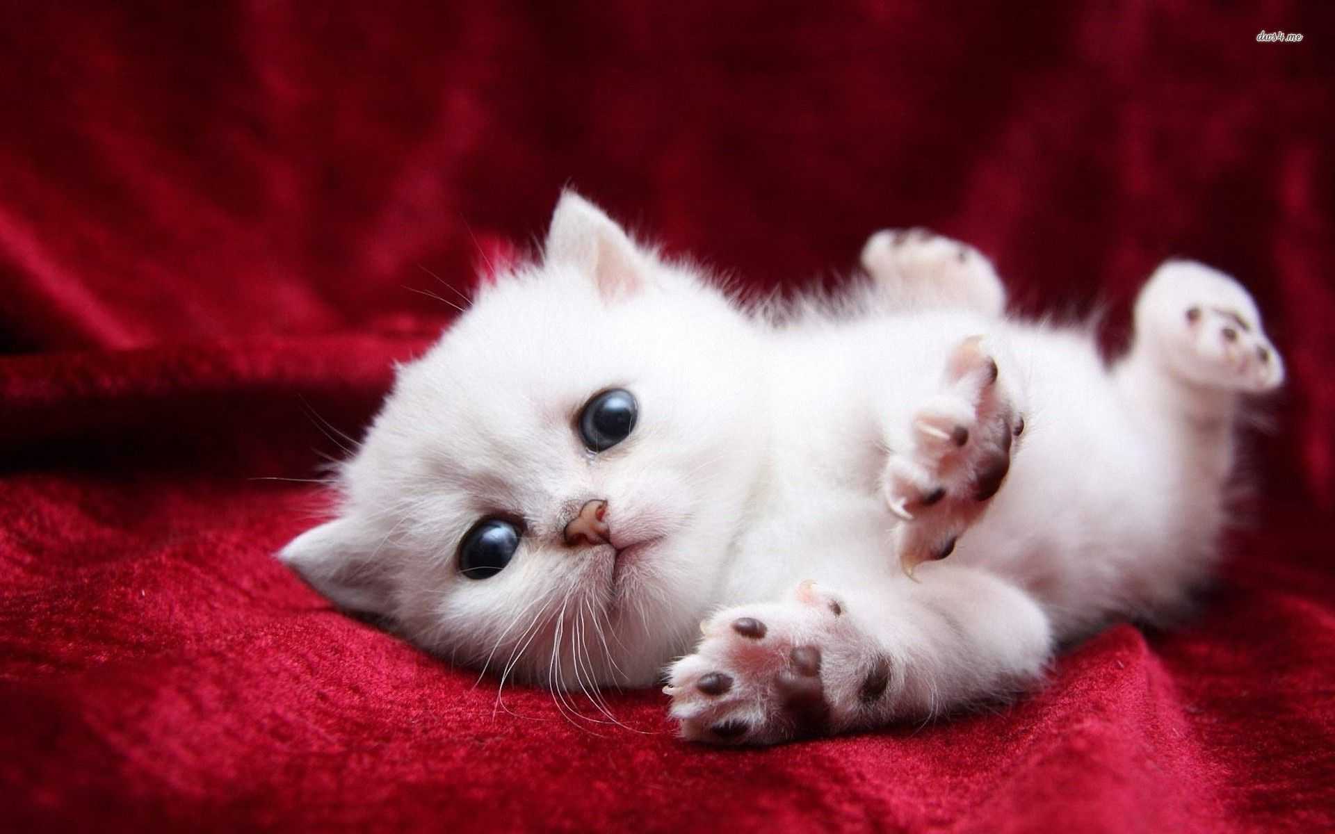 1920x1200 Cute Cat Wallpaper