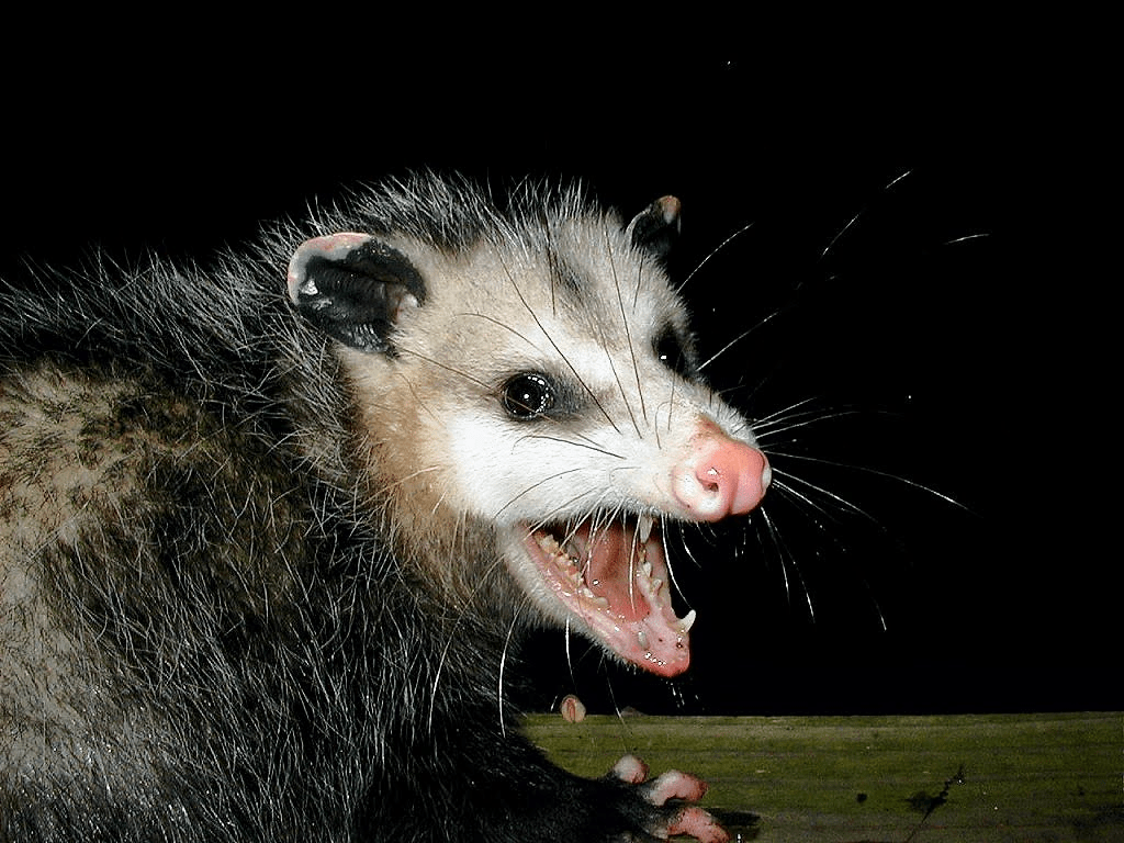 1024x768 Possum Picture