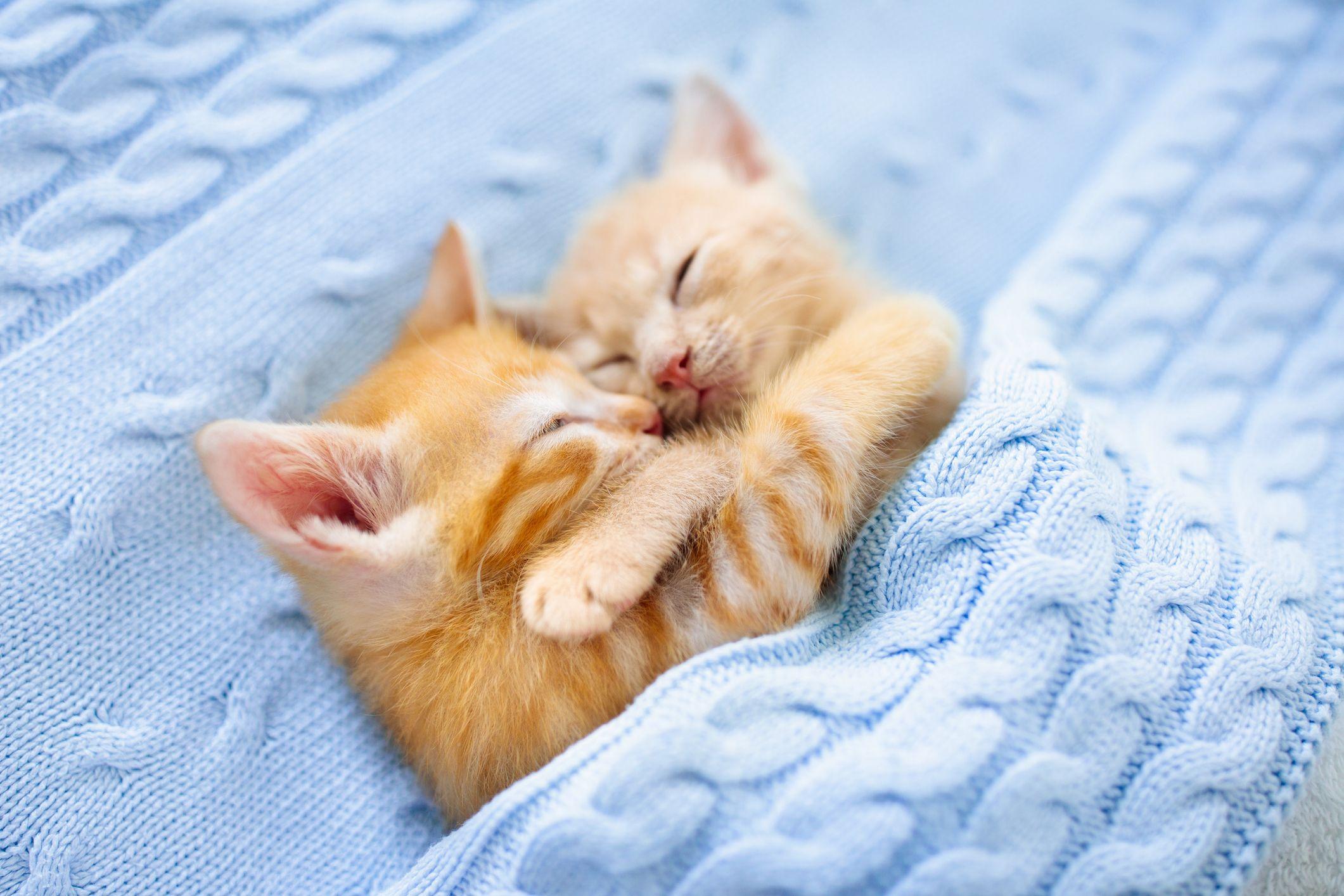2121x1414 Cute Cat Photo