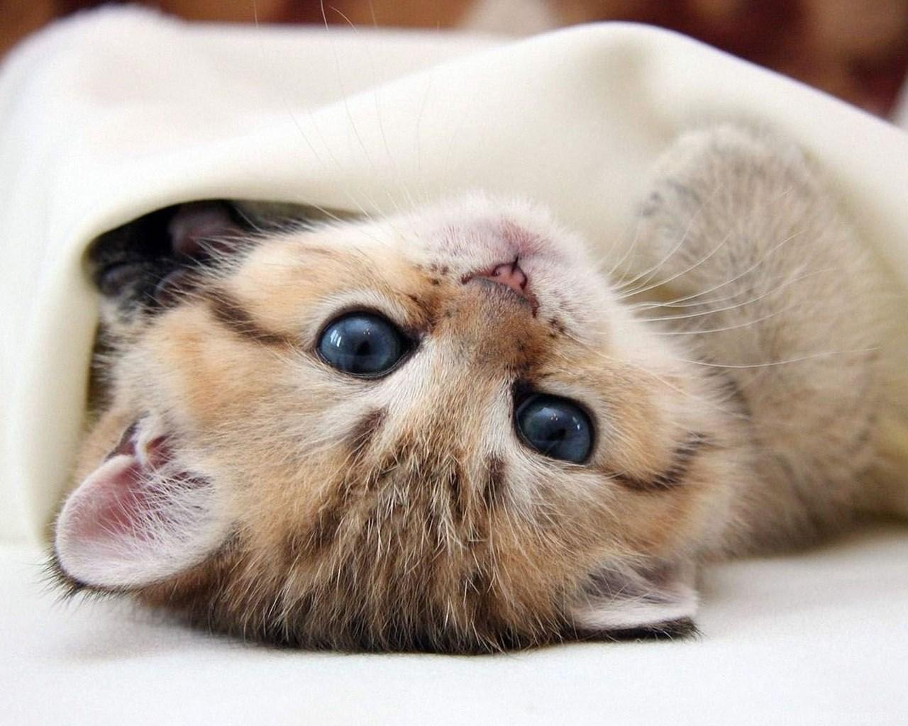 1280x1024 Lovely Kittens, Animal Photo, Cat Love, Cute Cat Wallpaper, Cute. Desktop Background