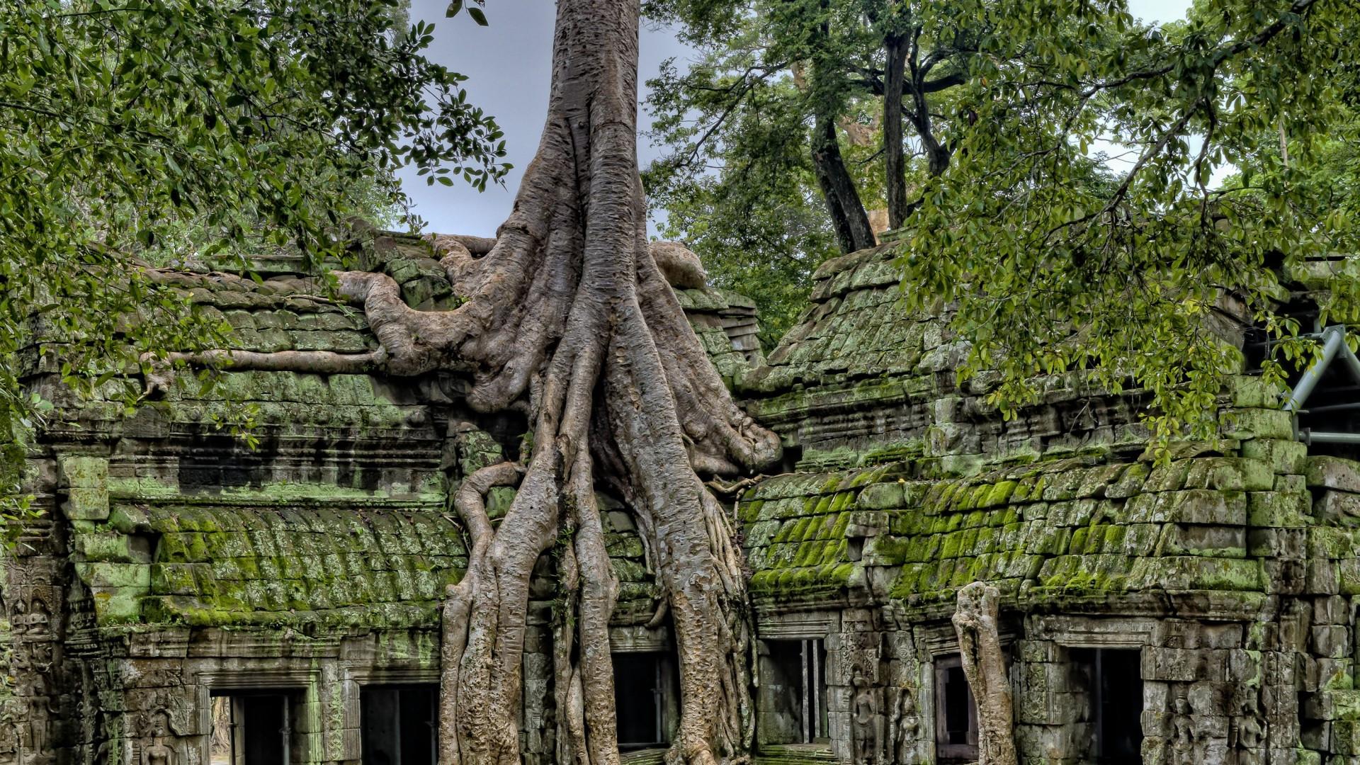 1920x1080 Download 1920x1080 Old Tree, Ruins, Ancient Wallpaper for Widescreen