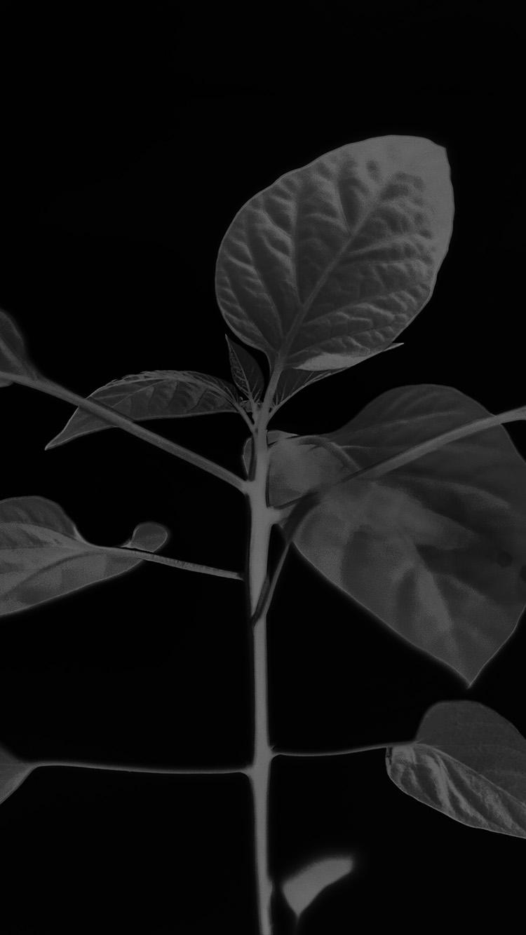 750x1334 iPhone7 wallpaper. flower leaf simple minimal nature bw dark