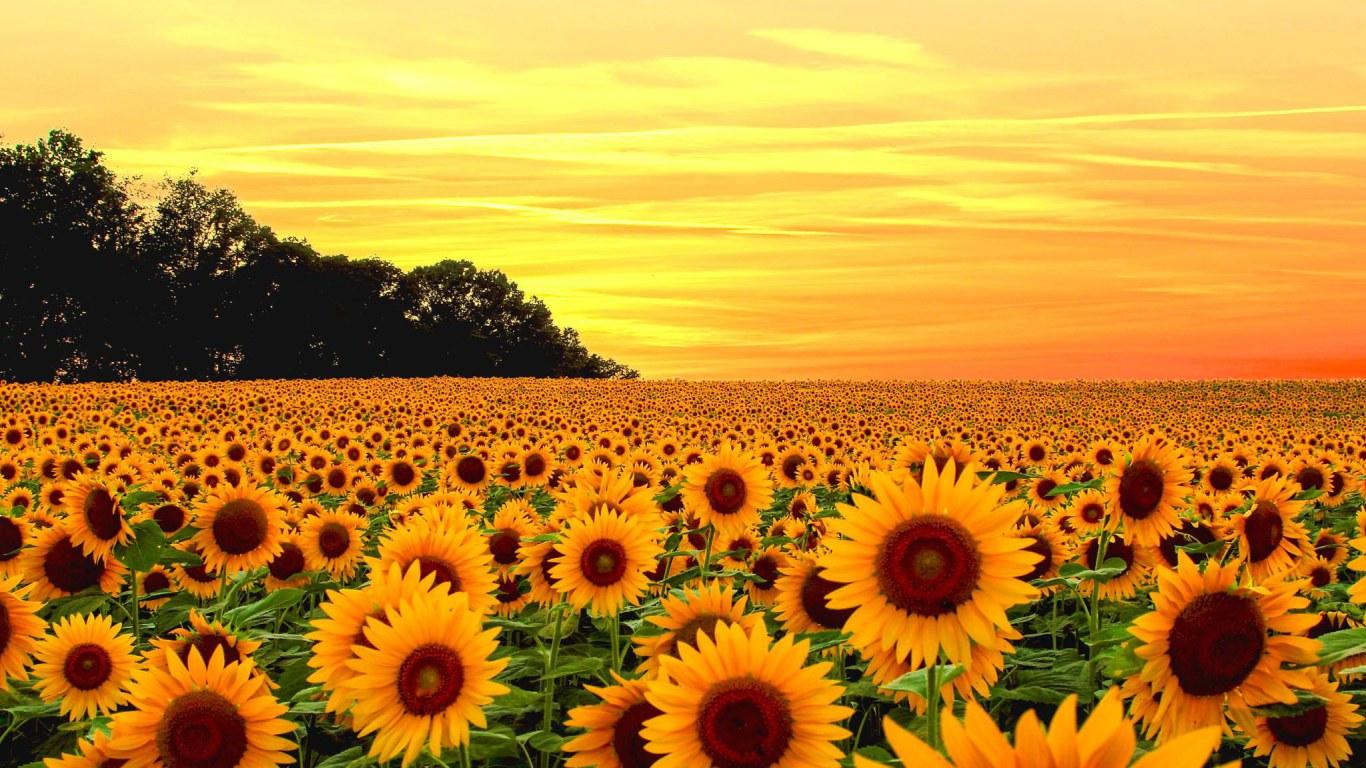1366x768 Aesthetic yellow flower wallpaper • Wallpaper For You HD Wallpaper For Desktop & Mobile