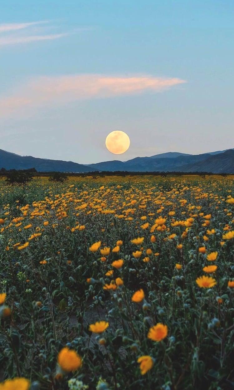 750x1250 Yellow Flower Aesthetic Wallpaper