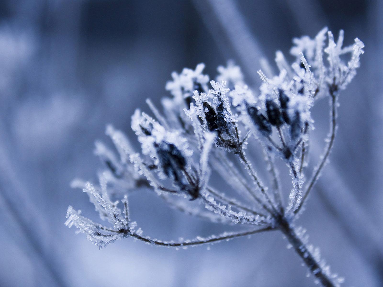 1600x1200 Iced Flower Wallpaper