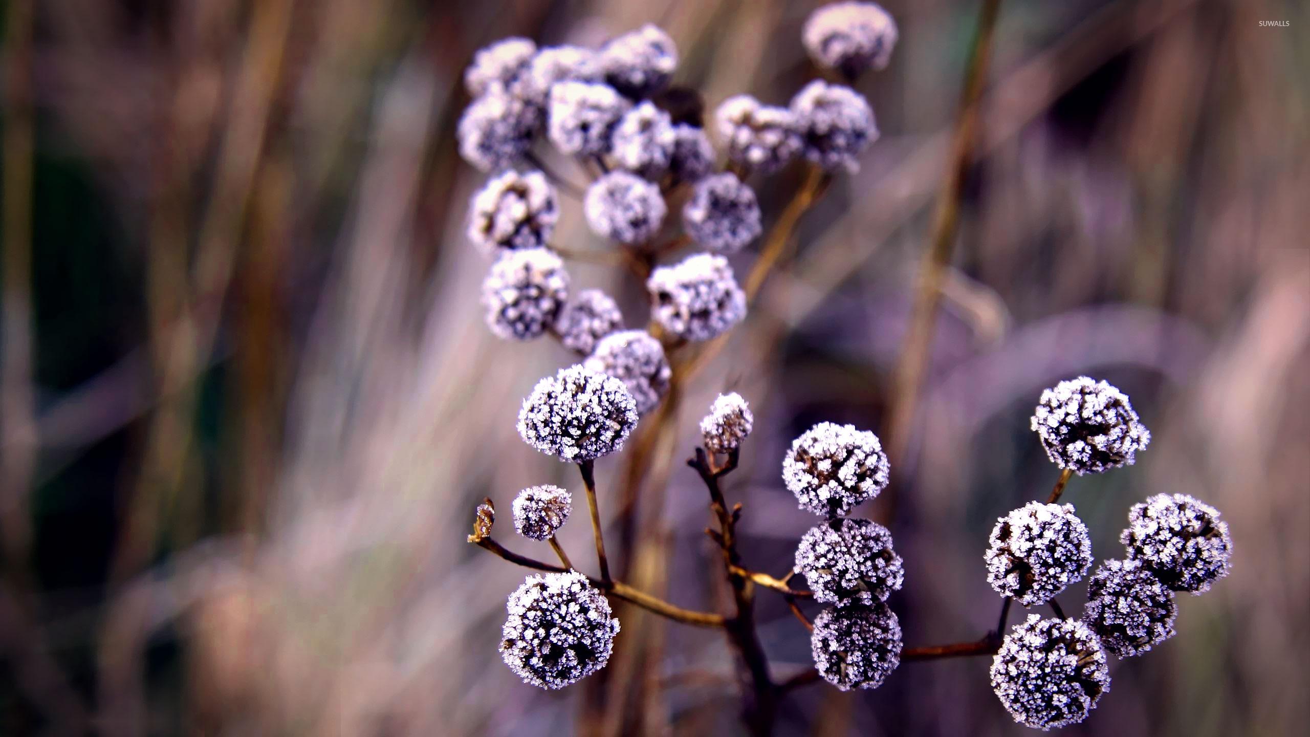 2560x1440 Wonderful macro frozen plant color under