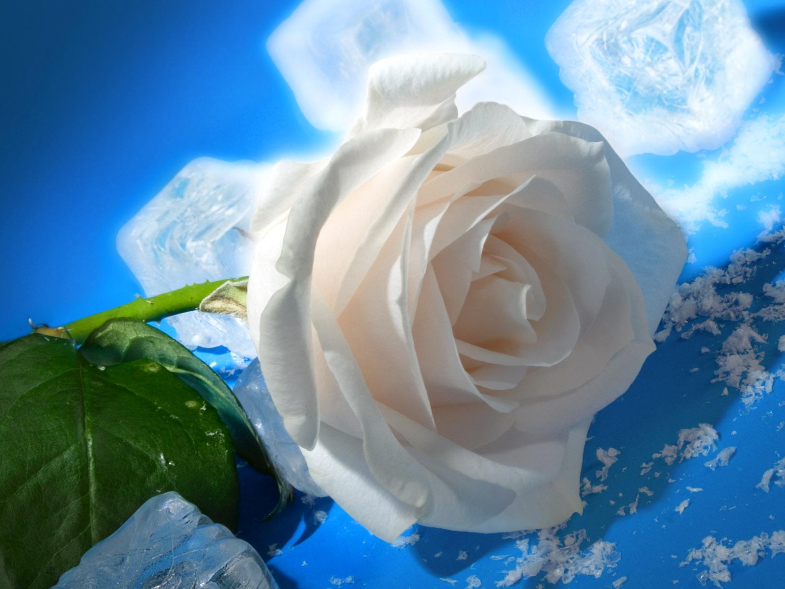 1600x1200 Rose & Ice wallpaper. Rose & Ice