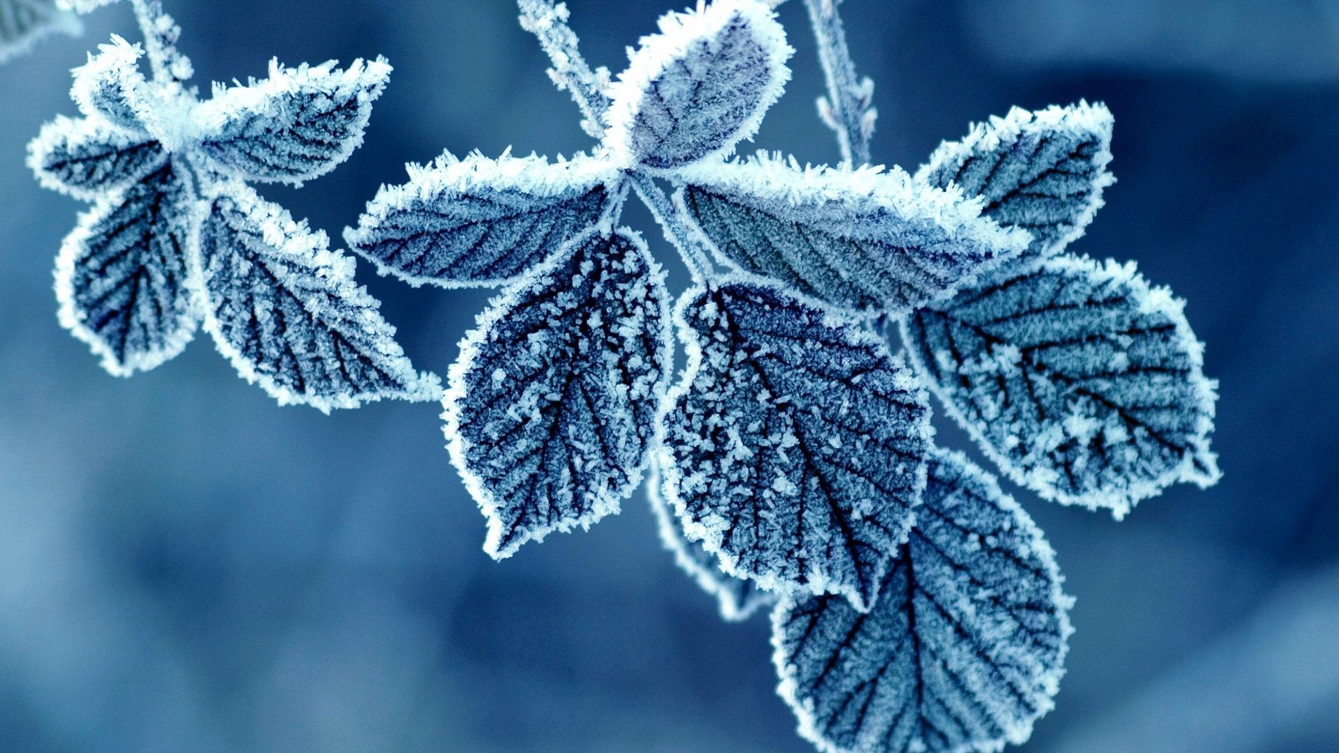 1920x1080 Free photo: Frozen flower, Crystals, Flower