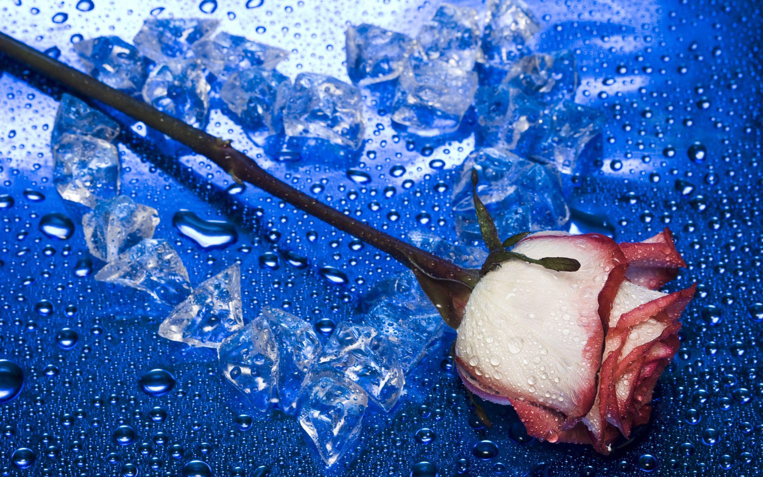 2560x1600 Red White & Blue!. Blue flowers background, Rose wallpaper, Artistic wallpaper