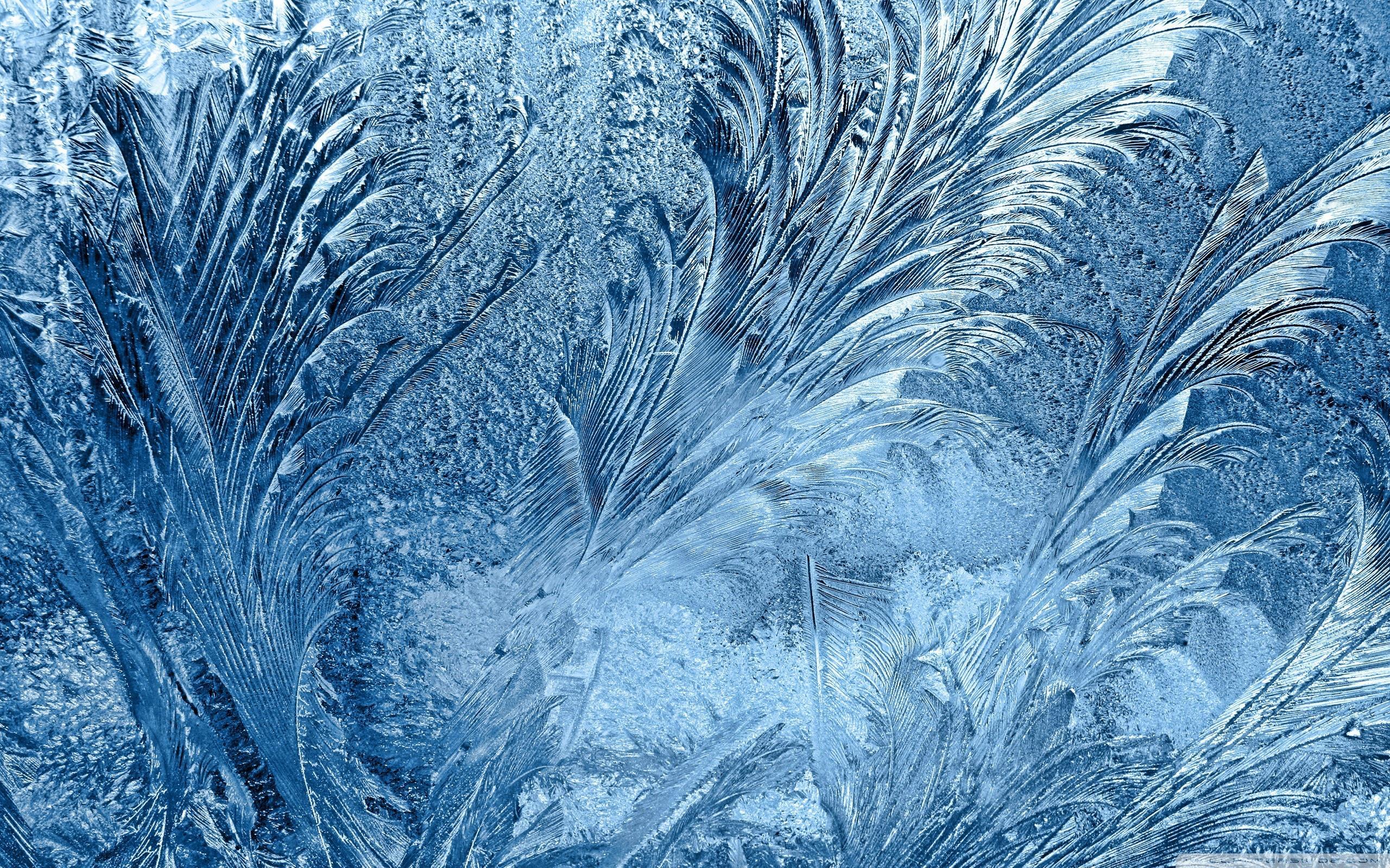 2560x1600 Frozen Ice Flowers Window Glass Wallpaper