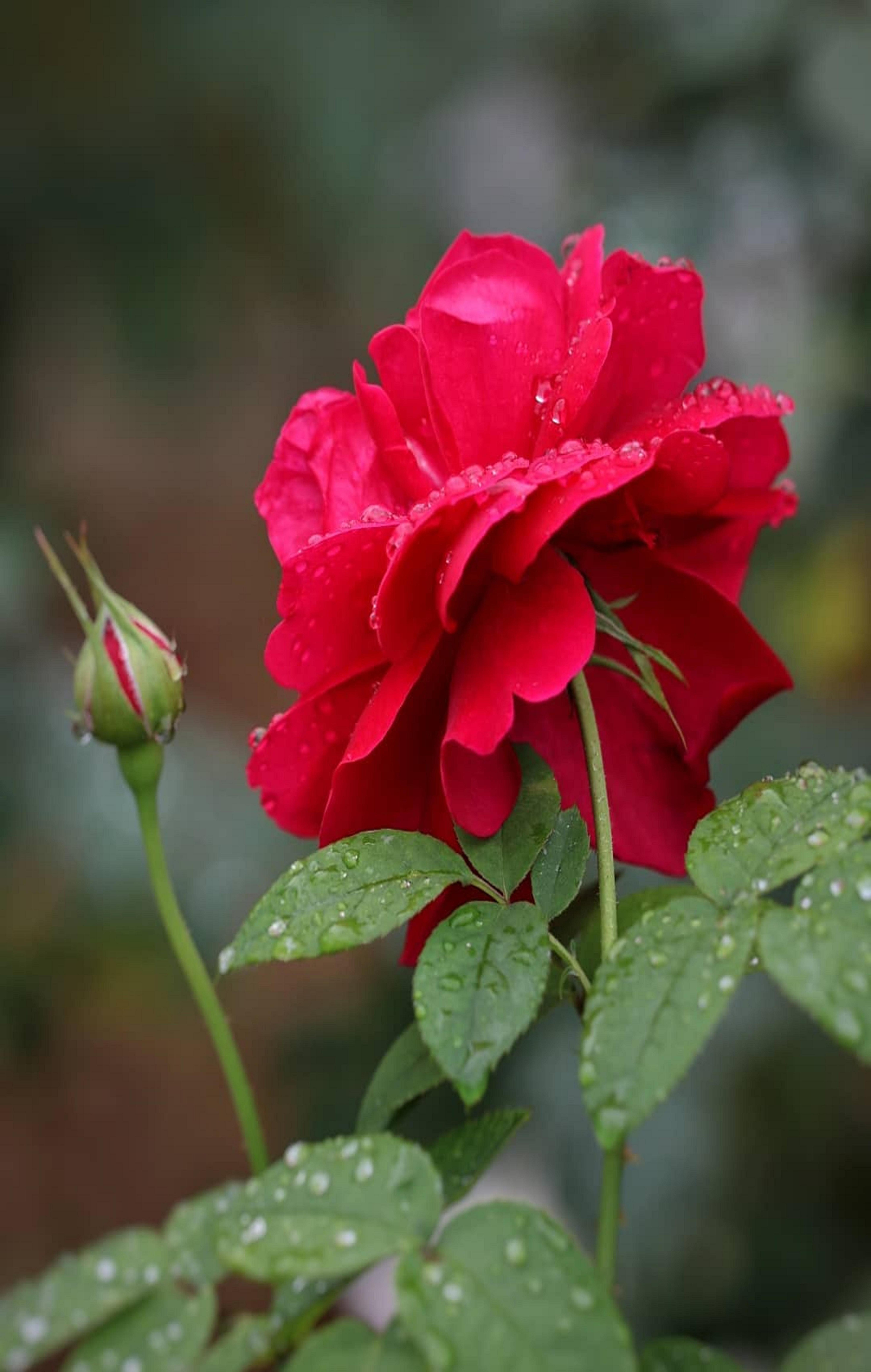 5875x9254 растения. Beautiful flowers wallpaper, Beautiful flowers, Beautiful roses