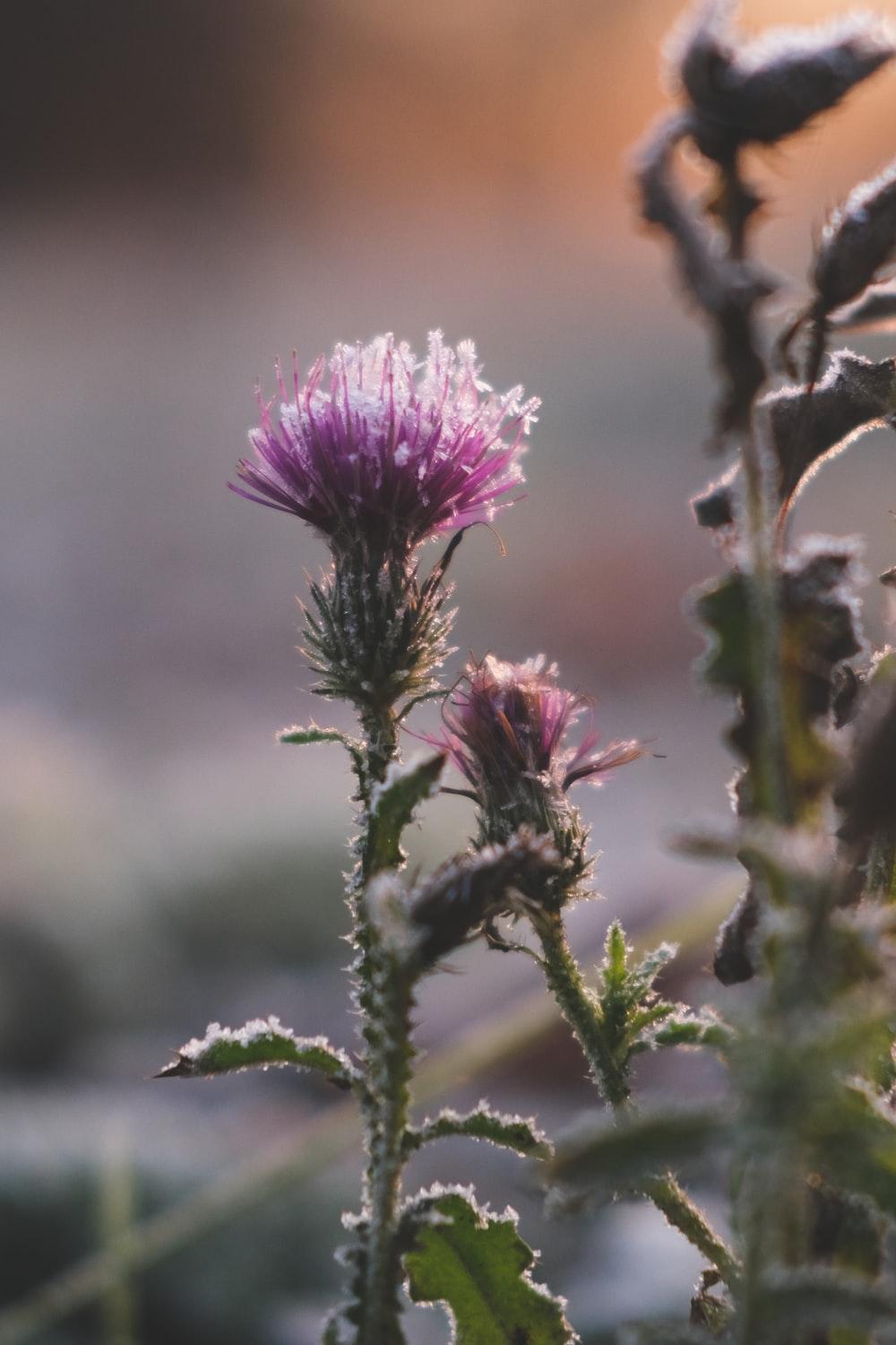 1000x1500 Frozen Flower Picture. Download Free Image