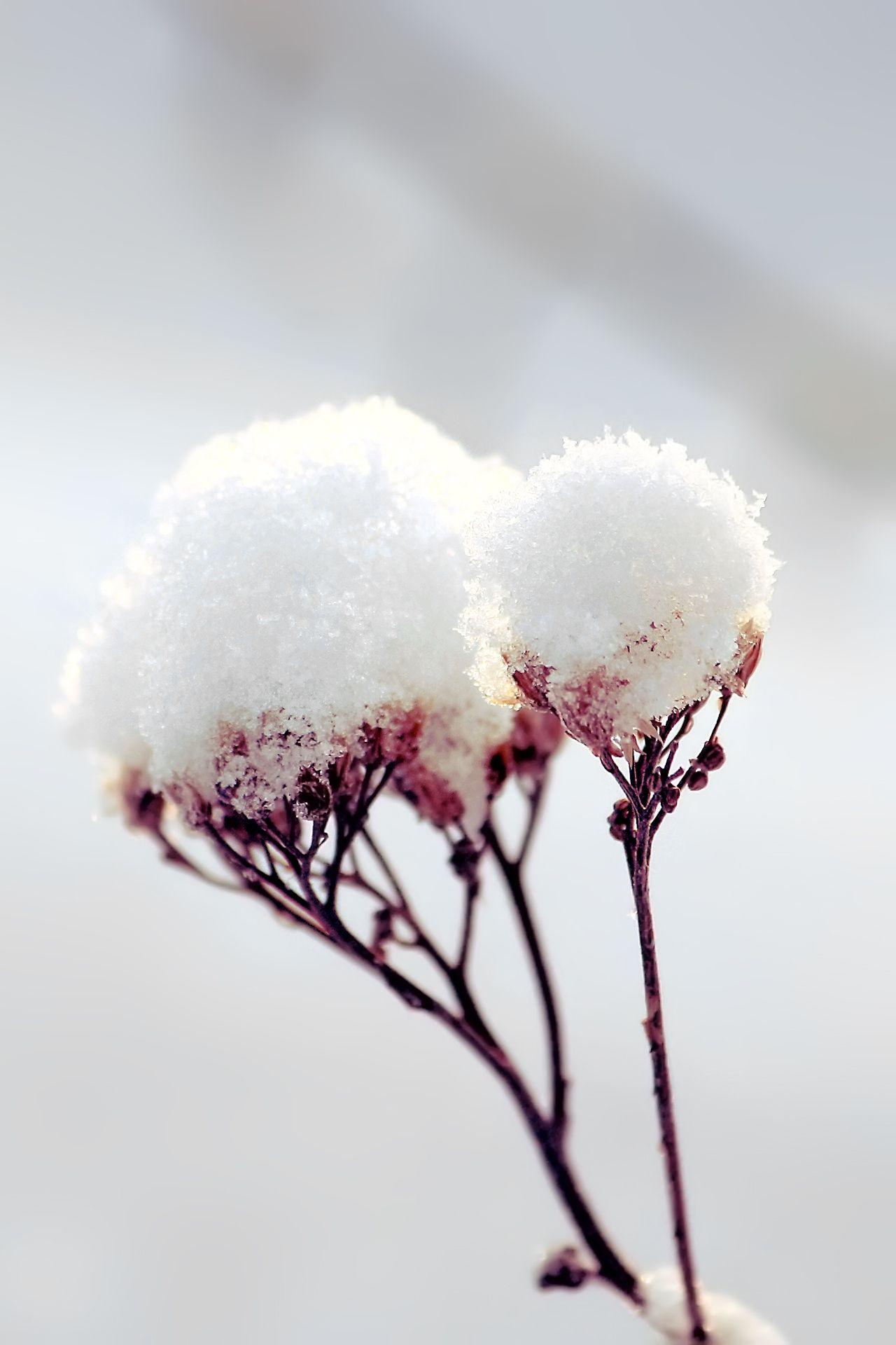 1280x1920 Flowers in Snow Wallpaper