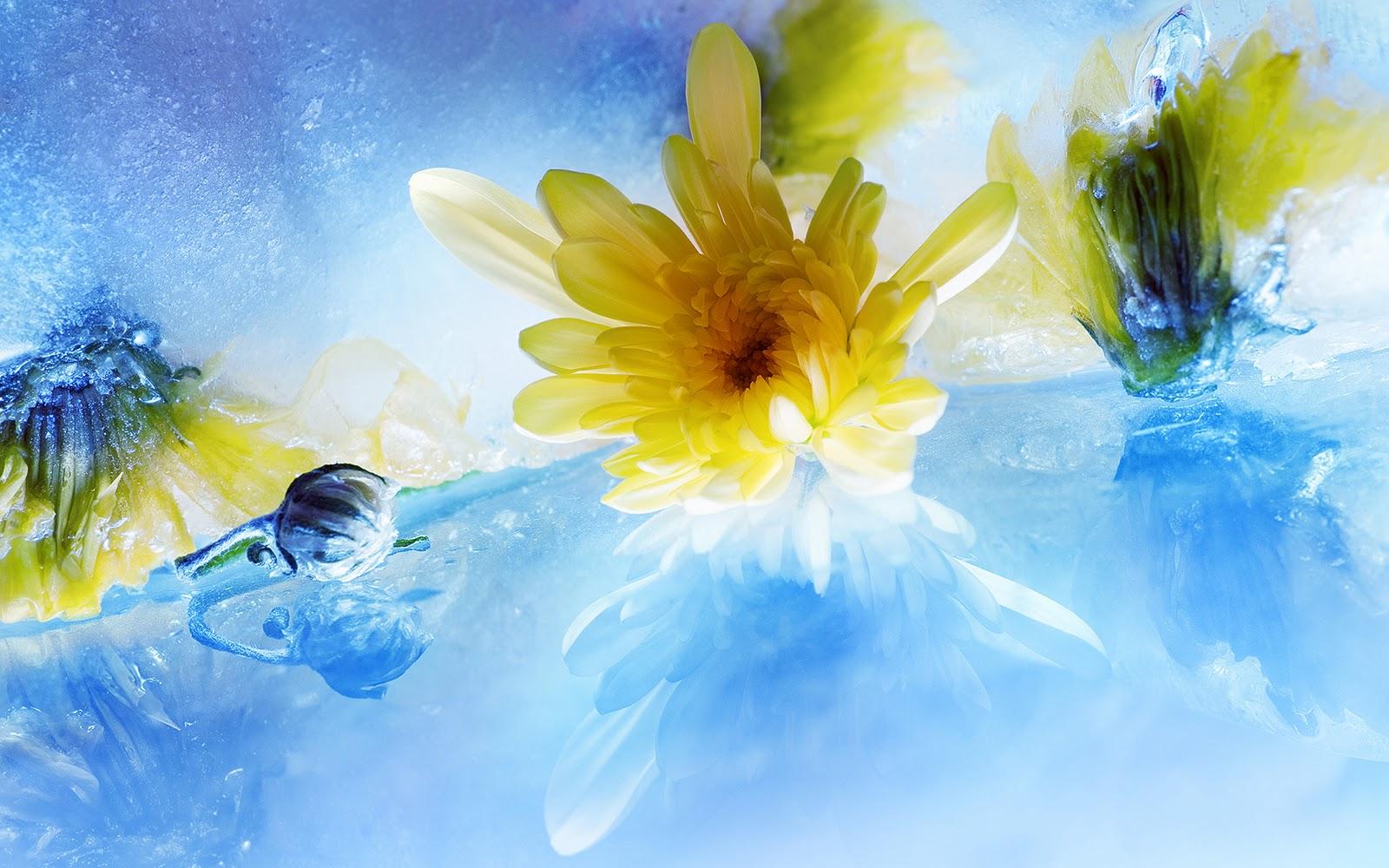 1600x1000 Free download Flowers Water Ice Amazing HD Wallpaper Epic Desktop Background [1600x1000] for your Desktop, Mobile & Tablet. Explore Ice Wallpaper HD. Ice Age Wallpaper, Ice Cube Wallpaper, Ice Picture Wallpaper