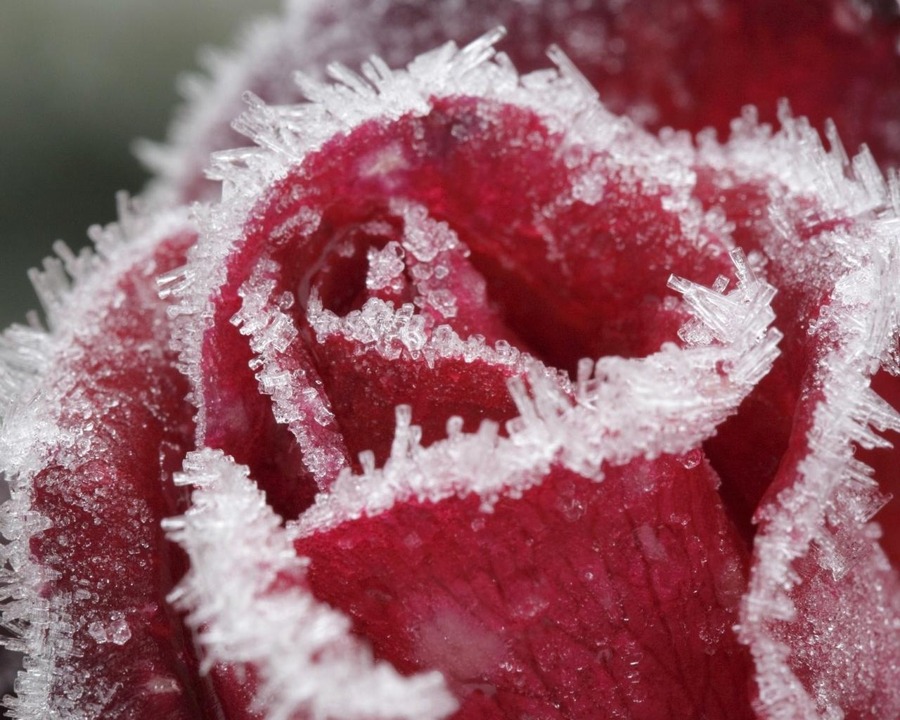 1280x1024 Macro water particles on a red rose