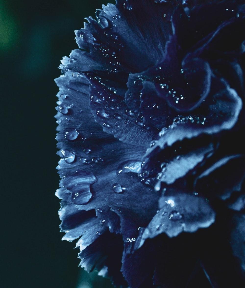 1000x1175 Ice Flower Picture. Download Free Image