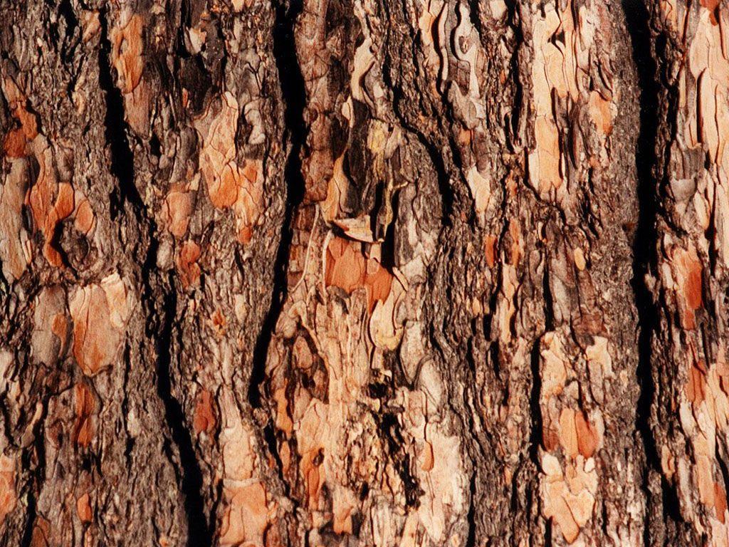 wallpaper of a tree bark in nature  Stock image  Colourbox
