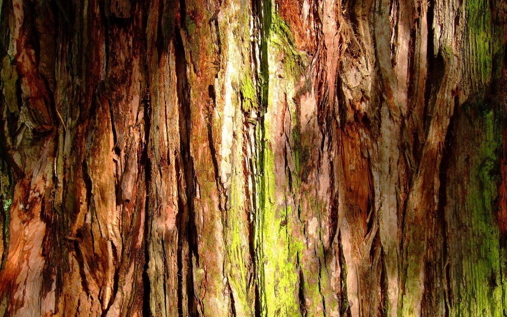 Download Bark wallpapers for mobile phone free Bark HD pictures