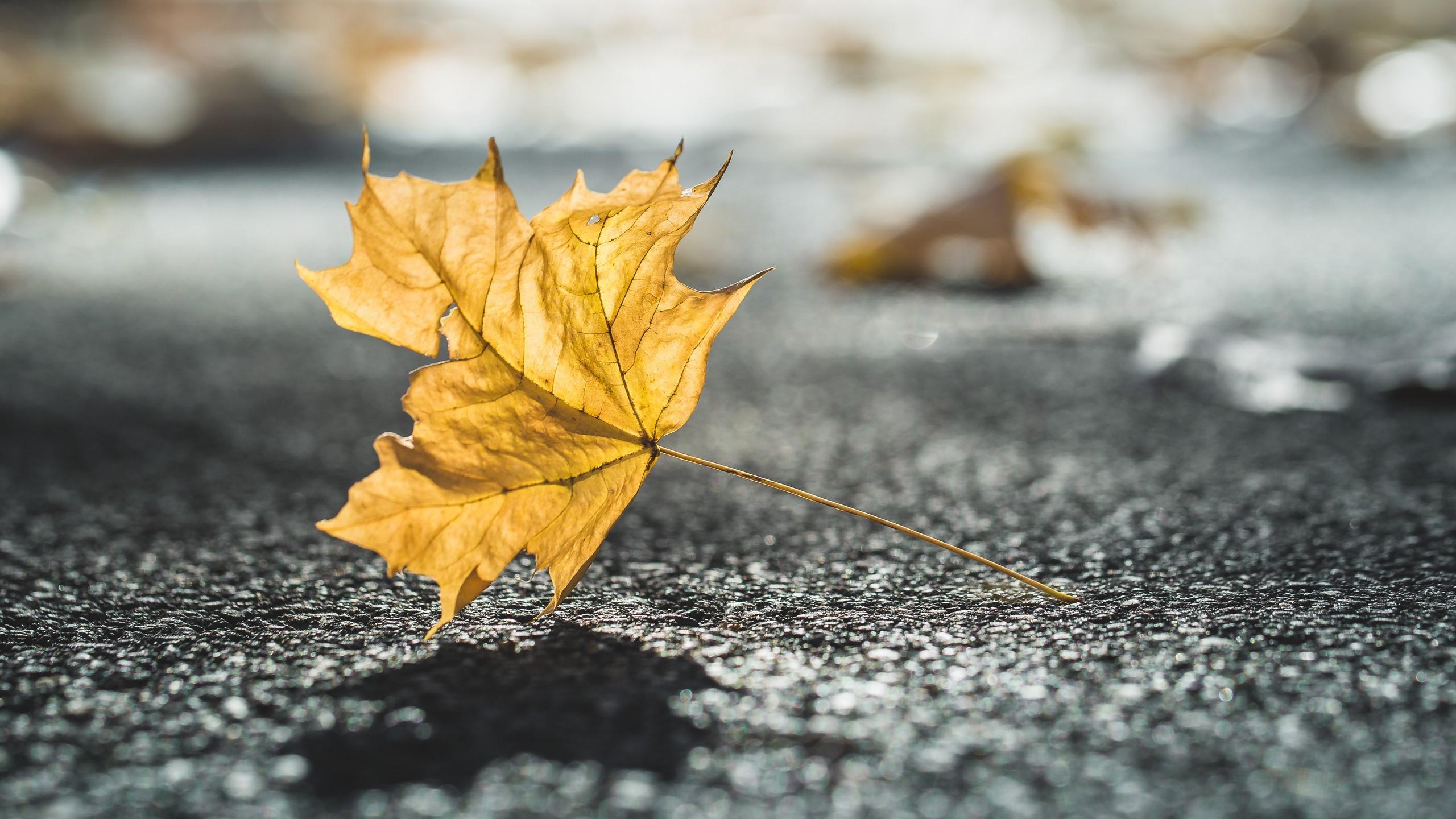 2560x1440 Nature Leaves, HD Nature, 4k Wallpaper, Image, Background, Photo and Picture