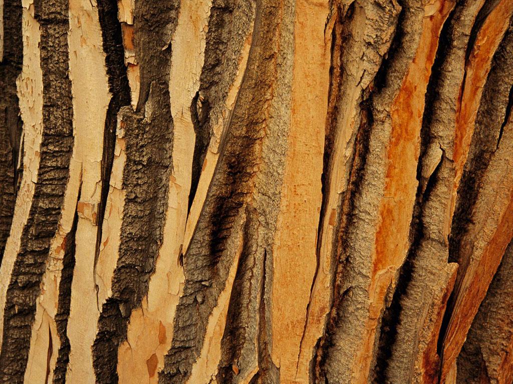 1024x768 Free download Tree Bark Background Tree bark wallpaper [1024x768] for your Desktop, Mobile & Tablet. Explore Real Birch Bark Wallpaper. Birch Tree Wallpaper Home Depot, Birch Tree Wallpaper Canada