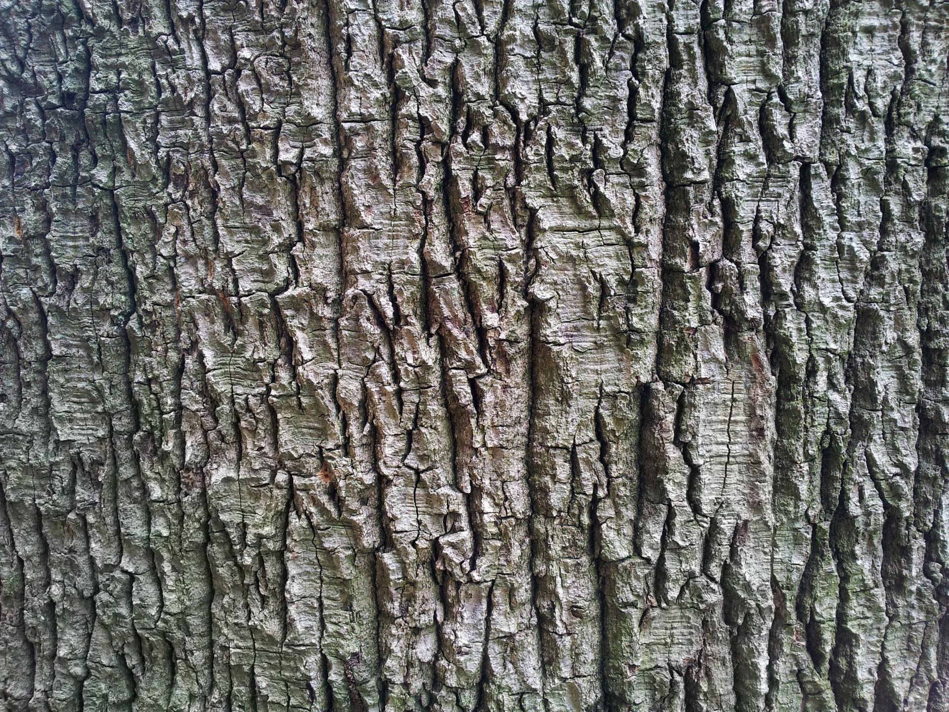 1920x1440 Birch Bark Wallpaper (best Birch Bark Wallpaper and image) on WallpaperChat