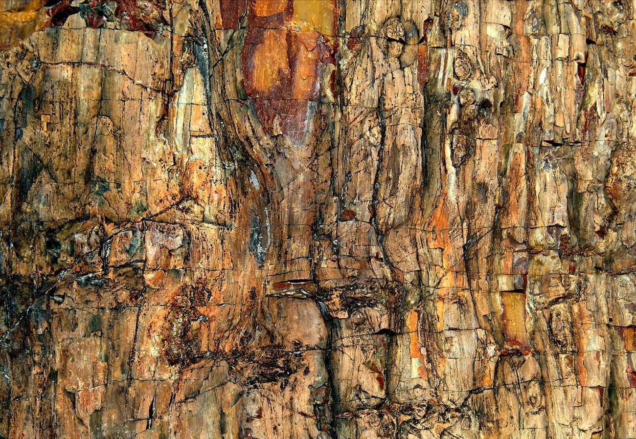 Tree bark texture HD wallpapers  Pxfuel