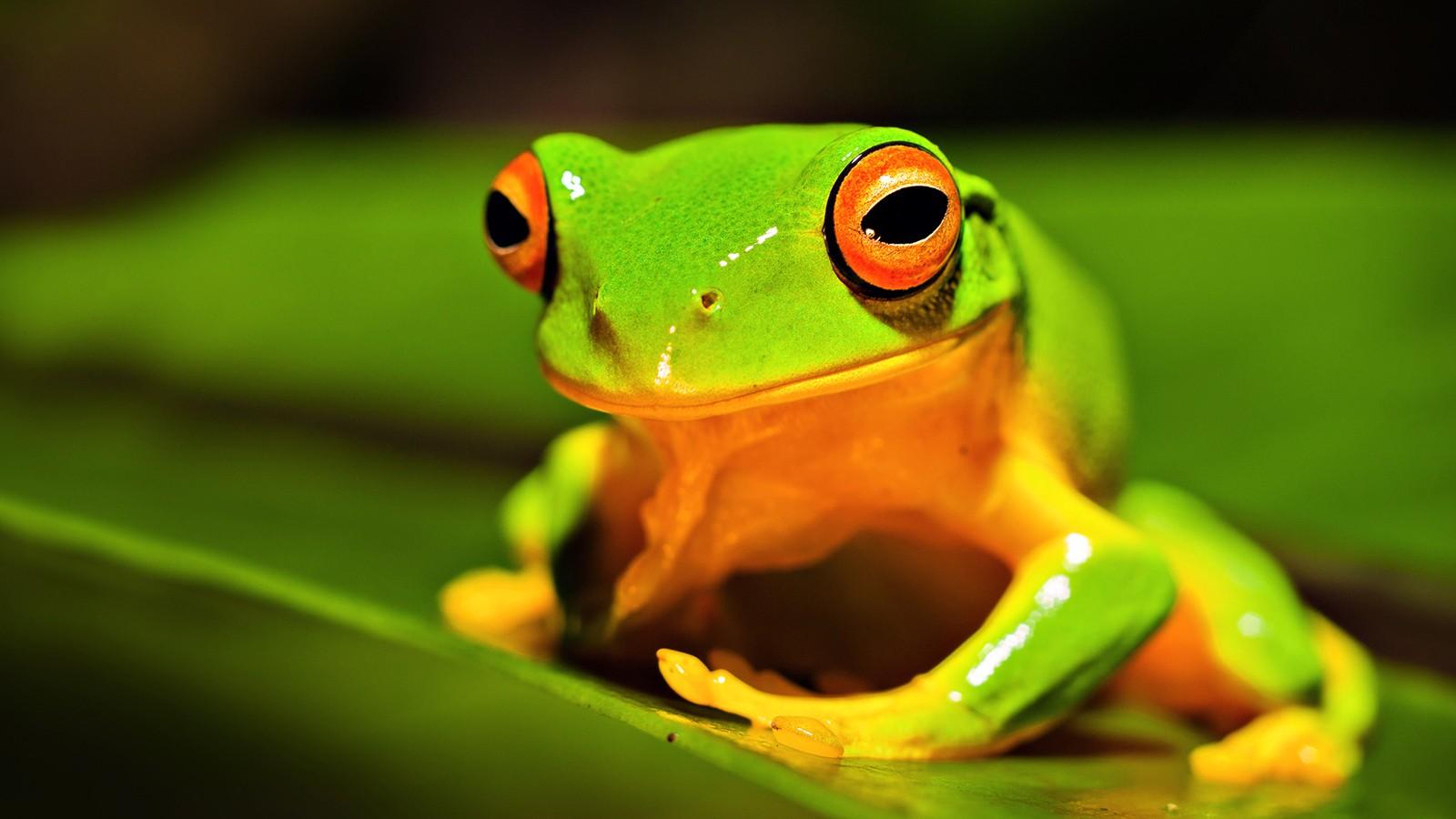 Animal Green Wallpapers Top Free Animal Green Backgrounds
