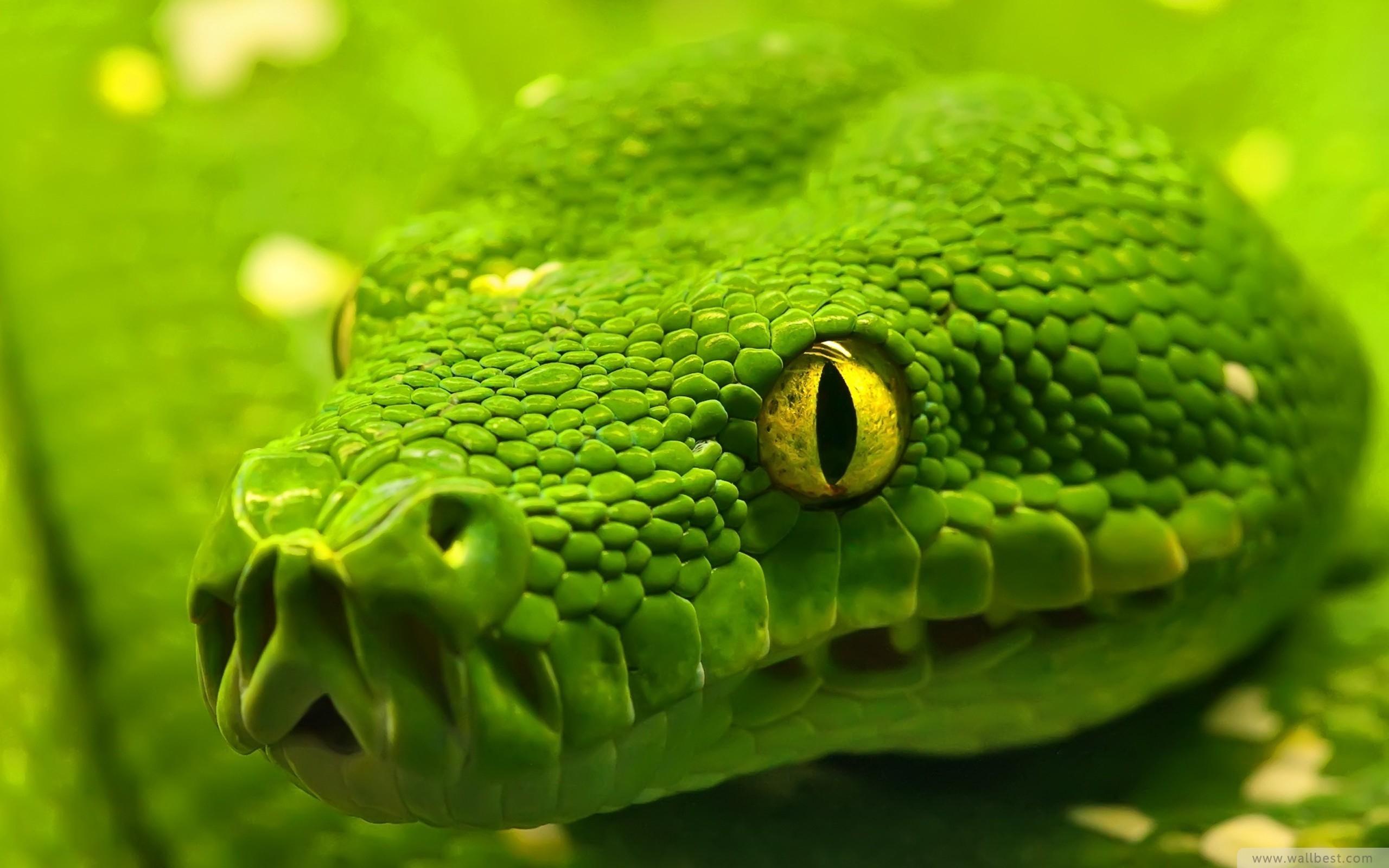 Animal Green Wallpapers - Top Free Animal Green Backgrounds