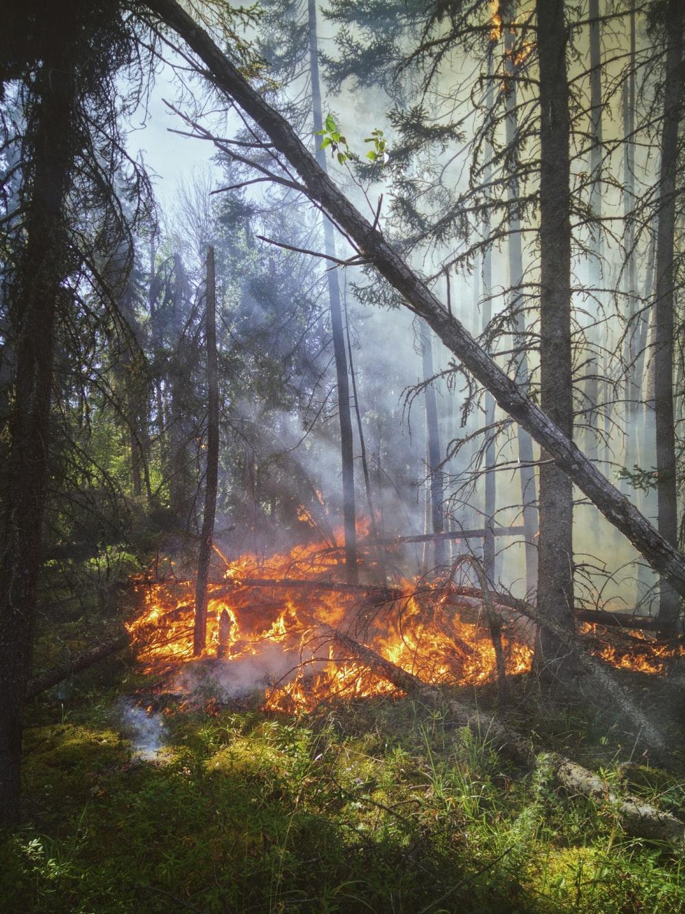 1000x1333 Forest Fire Picture [HD]. Download Free Image