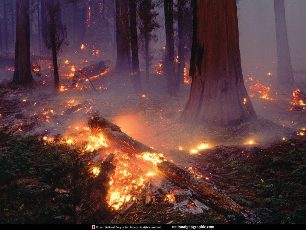 1024x768 Forest Fire Wallpaper