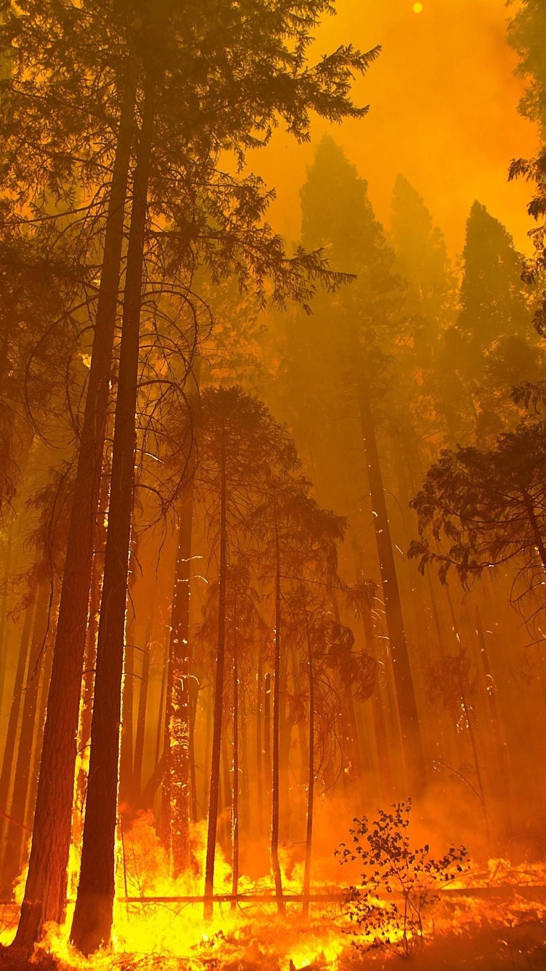 1080x1920 Forest Fire 4k iPhone 6s, 6 Plus, Pixel xl , One Plus 3t, 5 HD 4k Wallpaper, Image, Background, Photo and Picture