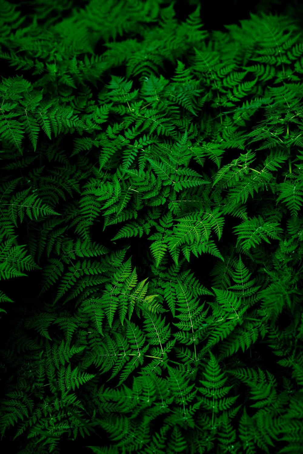 1000x1499 Green Leaves Background Picture. Download Free Image