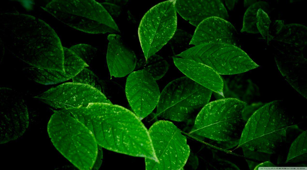1270x706 Green Leaves HD