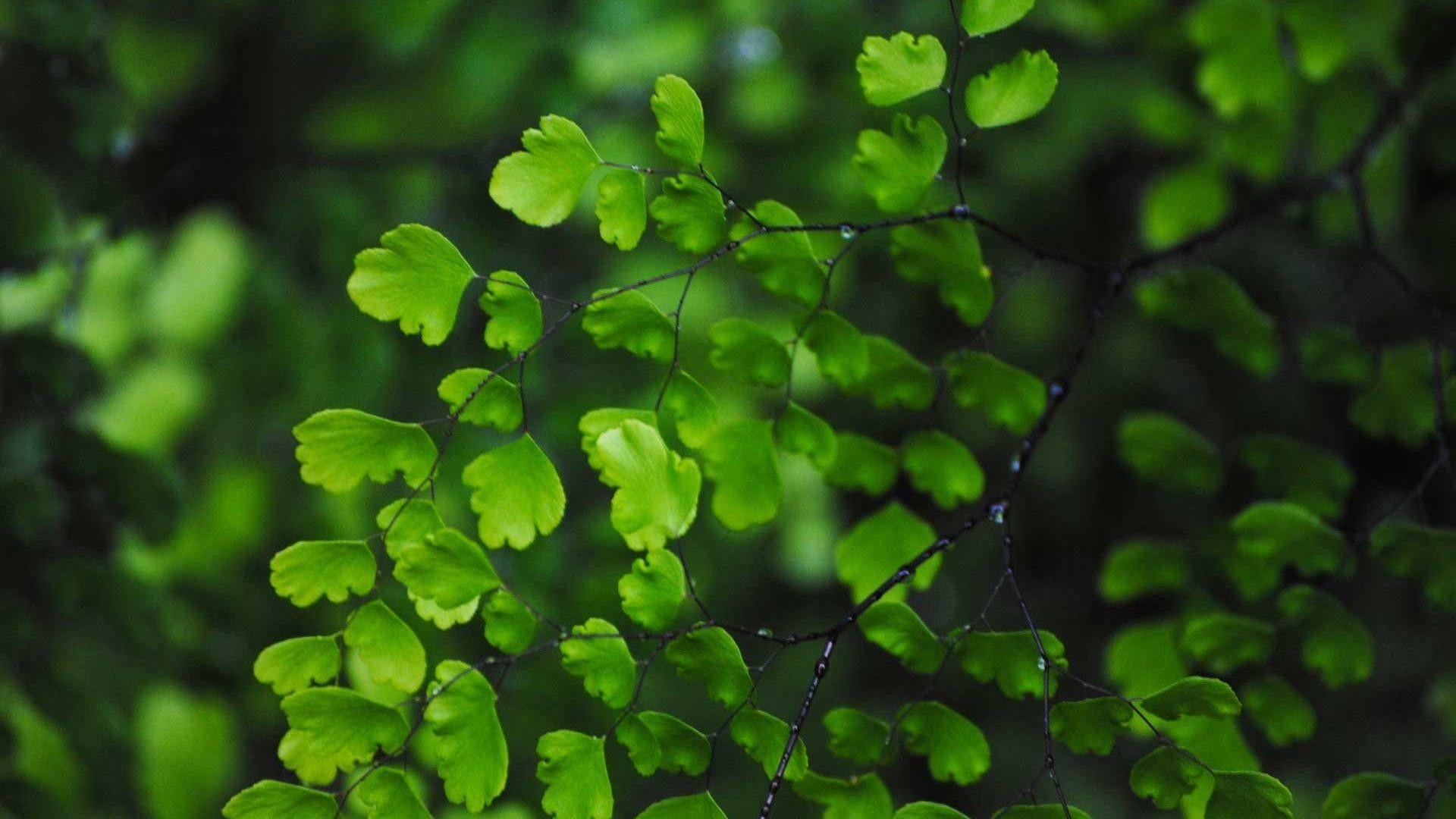 1920x1080 Green Leaf Wallpaper HD (best Green Leaf Wallpaper HD and image) on WallpaperChat