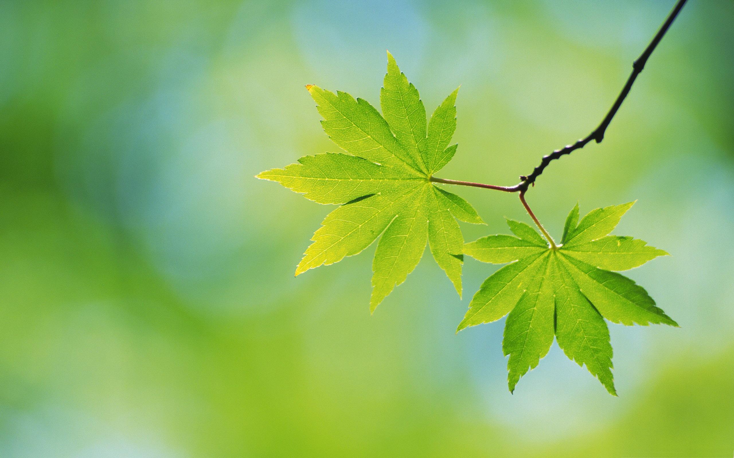 2560x1600 Fresh green leaves theme Desktop Wallpaper 03